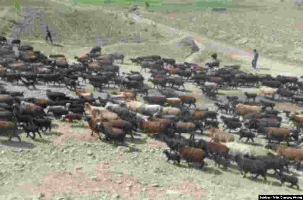 Рано утром стадо овец выгоняют на пастбище