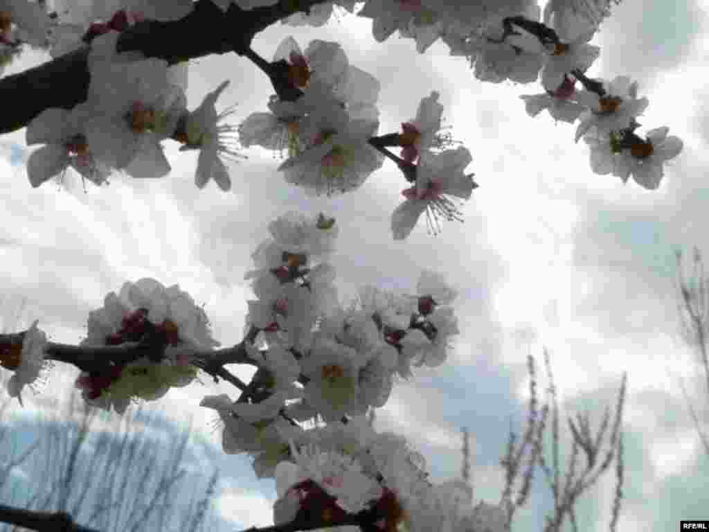 Абрикосовый Баткен #3