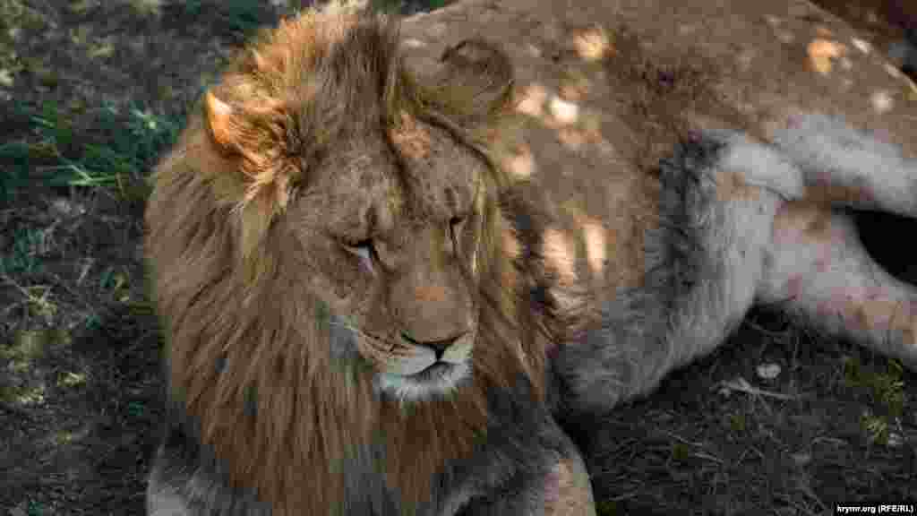 Дневной отдых. Один из львов, обитающих в парке, прячется от жары в тени.