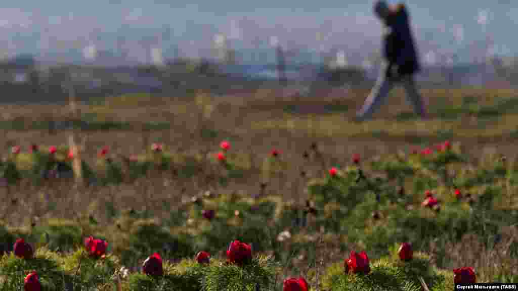 Дикі півонії можна зустріти на околицях Білогорська, в Байдарській долині, на Ай-Петрі і поблизу Зміїної печери біля села Левадки (Сімферопольський район)