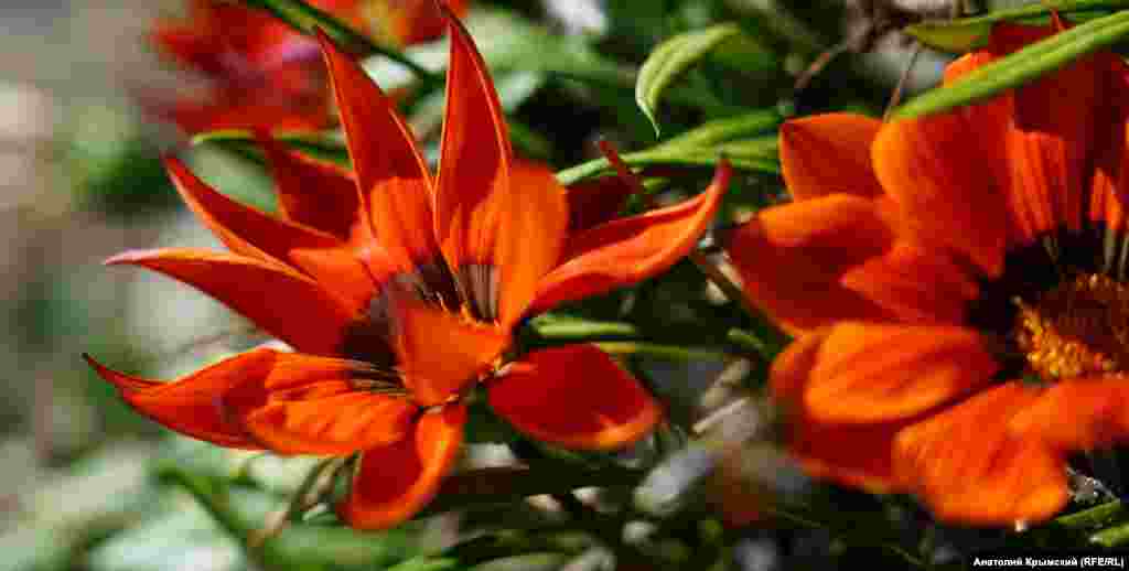 На клумбі набережної квітне гацанія