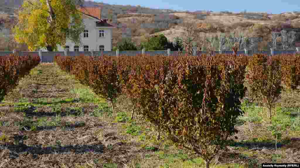 Молодой кизиловый сад