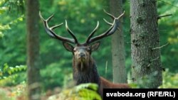 Алень у Белавескай пушчы. Фота: Аляксандар Пекач