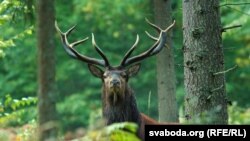 Высакародны алень, лес, Белавеская пушча. Фота – Аляксандар Пекач. Ілюстрацыйнае фота 