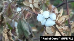 Иллюстративное фото