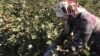 Женщина собирает хлопок на поле в Жетысайском районе Туркестанской области. 2 октября 2018 года.