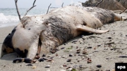 Туша мертвого дельфина на берегу Черного моря.  