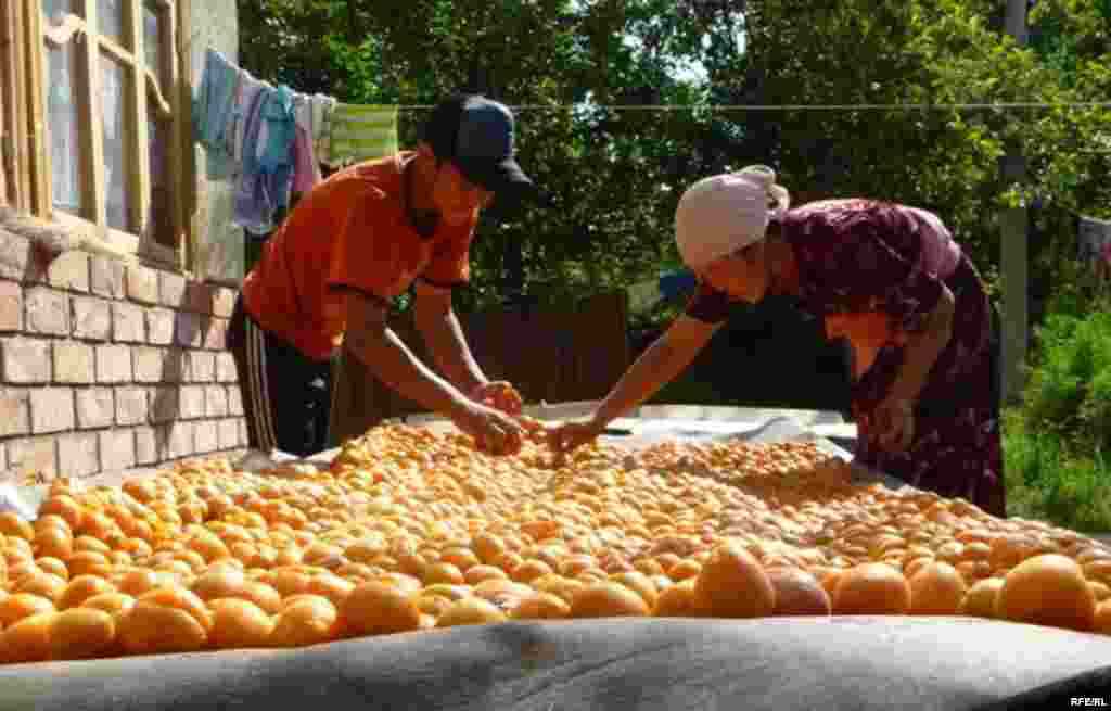 Абрикосовый рай в Баткене #1