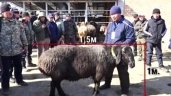 Ысык-Көлдө асыл тукум мал баккандар көбөйдү