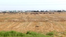 Balkanda bugdaýlar suwsuz. Häkim prezidente 'batly' hasabat berýär