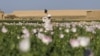 A man works in an opium-poppy field in the Maiwand district of Kandahar Province, Afghanistan. (file photo)