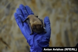 Лилики – головні вороги комарів