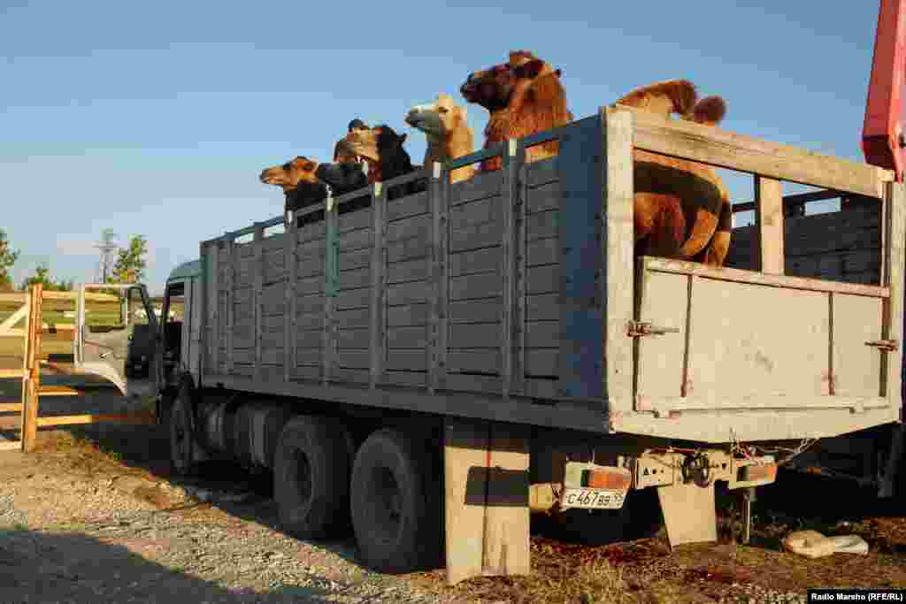 Кадыров Рамзана гIурбанна эмкалш йоькъу Нохчийчуьра гIаттам бижош беллачу шен накъостийн доьзалшна