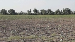 Daýhanlar hasyl 'howp astynda' diýýär, prezident 'bal-bal' wadasyny gaýtalaýar