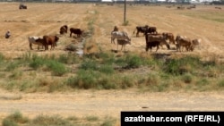 Пшеничные поля в Туркменистане. Животновода могут оштрафовать, если он пустит свой скот на поля даже после уборки урожая, при этом и скот, и люди в регионе страдают из-за засухи, отсутствия воды и пищи.  