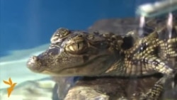 Тимсоҳ (крокодил) дар Душанбе