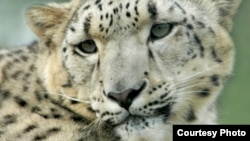 Снежный барс.