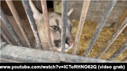 Пума. Олег Зубков вивіз тварину до Криму. Запорізька область, місто Василівка, 2025 рік