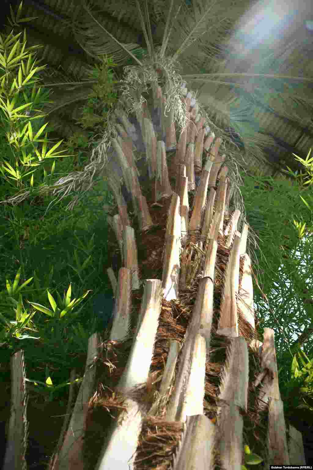 Оранжереянын коллекциясындагы айрым өсүмдүктөр күндү жакшы көрсө, кээ бир гүлдөр көлөкөдө жакшы өсөт. Мындан улам теплицанын ичине айрым дарактардын түрлөрү да өстүрүлгөн.&nbsp;