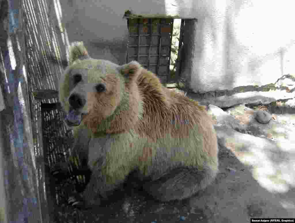 Тянь-Шань аюусу