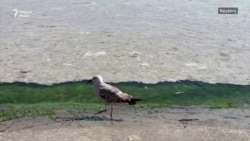 Мраморан хIорд цIанбан йолалуш ю Туркойчоь