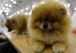 Азиядагы өзгөчө кадырлуу кандек иттер.