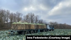 Родина займається овочівництвом уже чверть століття – спершу на Харківщині, а тепер відновлює справу з нуля на Прикарпатті