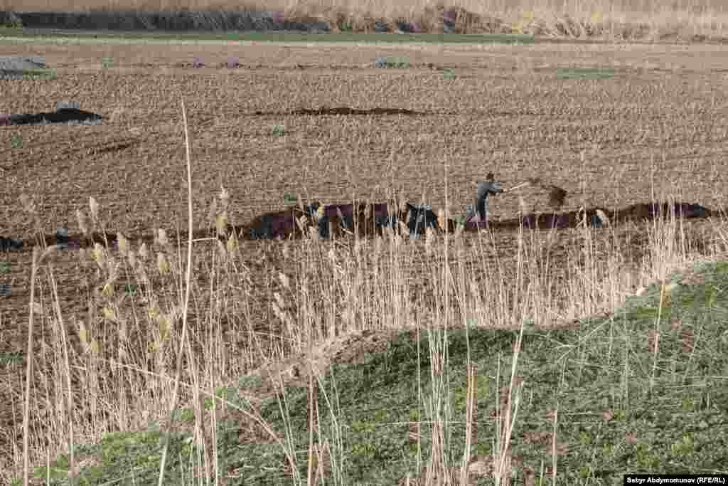 Семиз жер - мол түшүм. Базар-Коргон району.